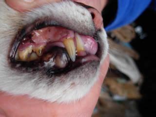 Don't use harsh disinfectants or chemicals to clean the wound. Canned food & keeping cats teeth healthy - Cat Forum : Cat ...