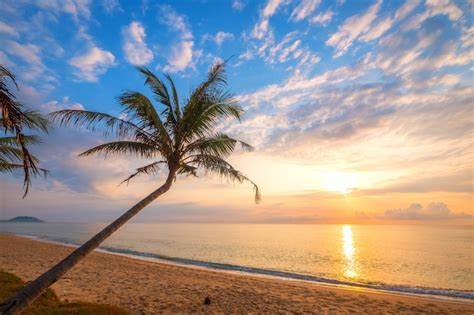 Seascape Of Beautiful Tropical Beach With Palm Tree At Sunrise Photo