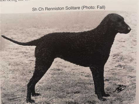 Curly Coated Retriever The Breed Archive