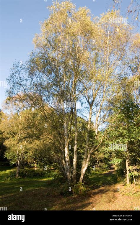 Silver Birch Tree Trees Mature English Woods Wood Woodland Forest