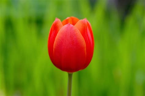 Images Gratuites La Nature Champ Pétale Floraison Tulipe Jardin