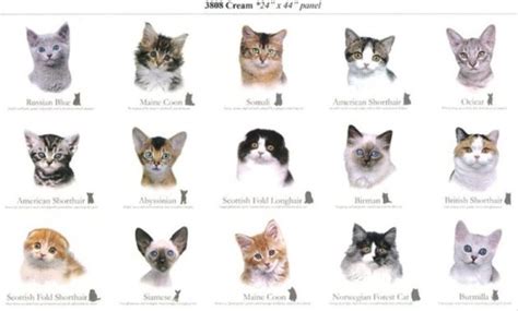 The list includes established breeds recognized by various cat registries, new and experimental breeds. Different Cat Breeds