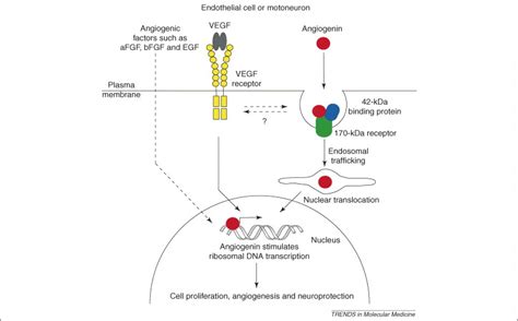 Another angiogenic gene linked to amyotrophic lateral sclerosis: Trends