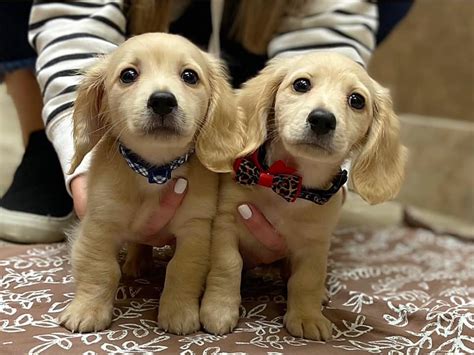 English Cream Miniature Dachshund Puppies For Sale Crème Of The Crop