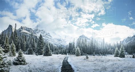 Mountains And Forest In Winter Yoho National Park Field