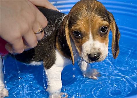 Best 25 Baby Beagle Ideas On Pinterest Cute Beagles