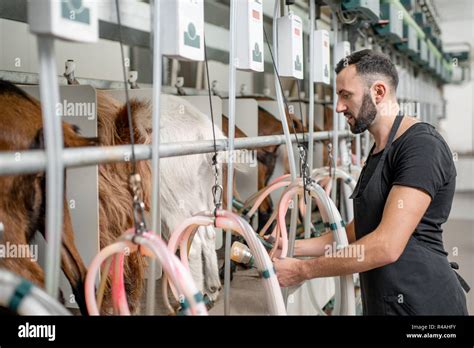 Man Milking Goat Hi Res Stock Photography And Images Alamy