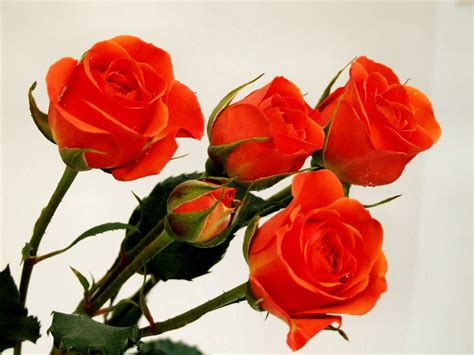 Orange Roses Free Photo Download Freeimages
