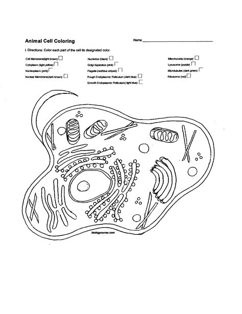 5th grade science and biology. Animal Cell Diagram Unlabeled — UNTPIKAPPS