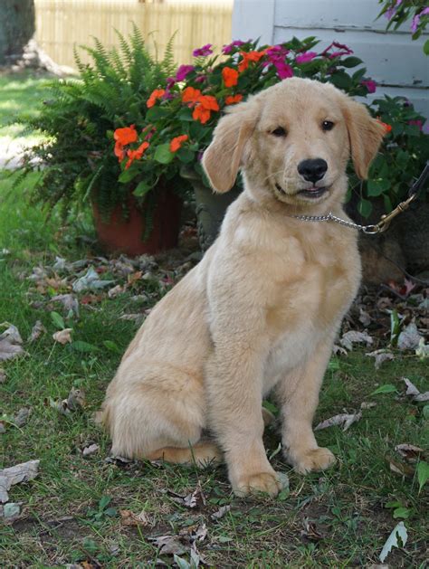 Ranger Akc Male Golden Retriever Puppy Trained And For