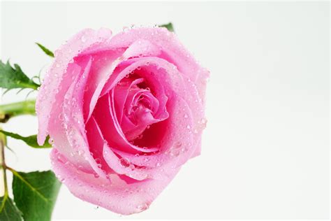 Valentine S Day Pink Roses Background Valentine S Day Pink Rose