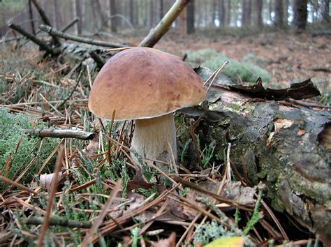 Free Images Nature Forest Autumn Fauna Fungus Mushrooms Litter