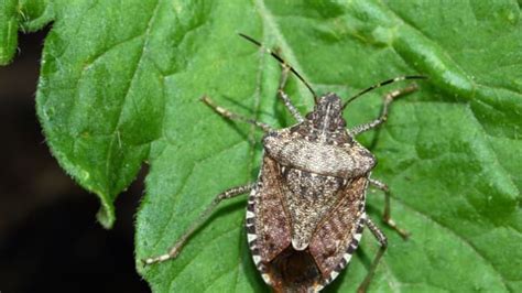 12 Facts About The Brown Marmorated Stink Bug