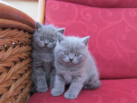 Find british shorthair ads in our cats & kittens category. British Blue Shorthair Boys For Sale | Woodhall Spa ...