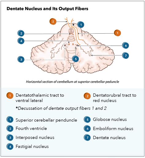 Neuroanatomy Dentate Nucleus Article