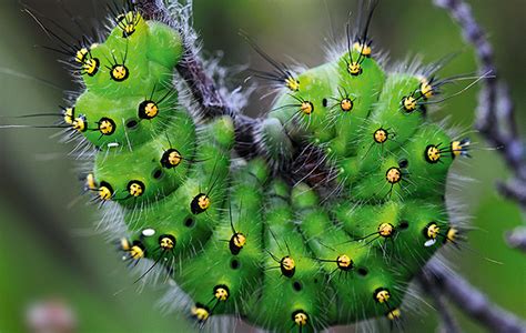 He is furry but you can't see his hairs. Guide to common caterpillars - Country Life