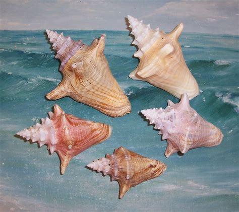 Lot Of 5 Florida Keys Beach Collected Juvenile Roller Queen Pink Conch