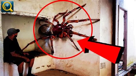10 Biggest Spiders That Can Terrify You Youtube