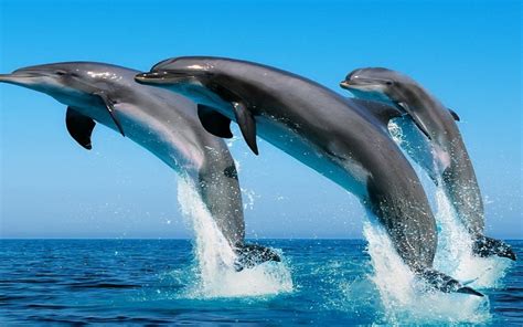 Assessing Dolphin Intelligence