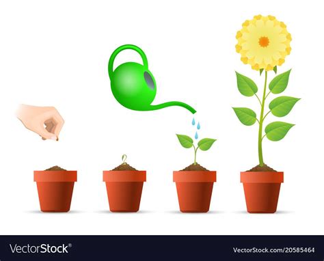 Plant Growing Stages In Pot Vector Image On Vectorstock In 2020