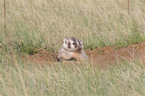 American Badger Cub Relaxing Photograph By Tony Hake