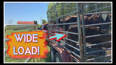 Wide Load Moving Cows Moving Vlog 17 Youtube
