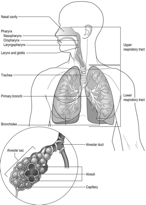 Anatomy And Physiology Of The Respiratory System Thoracic Key