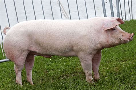 British Landrace British Pig Association