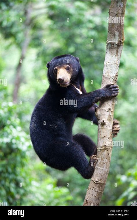 Oso De Sol Malayo Más Pequeño Fotografías E Imágenes De Alta Resolución Alamy