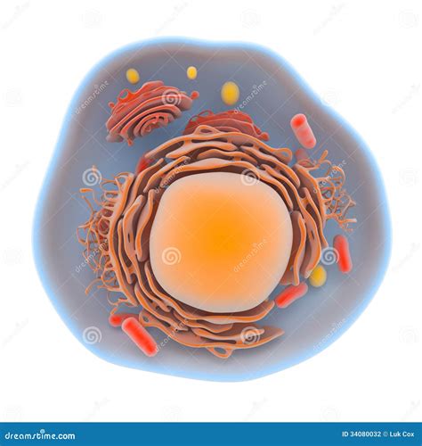Structure Of The Human Cell Stock Photography Image 34080032