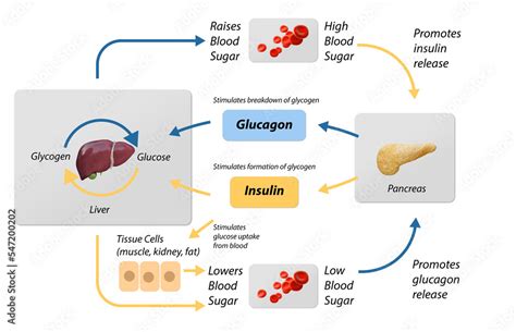 Blood Sugar Regulation Illustration Labeled Process Cycle Scheme Educational Liver And