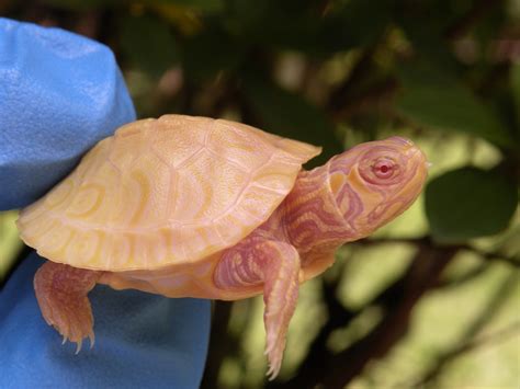 Albino Turtles 白化龟 Turtle Morphs Rare Turtles