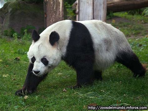 Zoos Del Mundo Panda Gigante Ailuropoda Melanoleuca Mamíferos