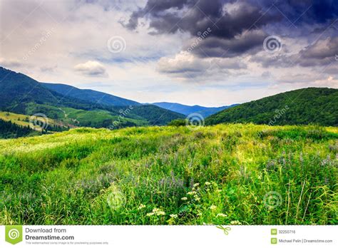 Meadow With Herbs In The Mountains Stock Photo Image Of Rural Hill