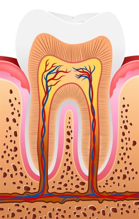 Anatomía Dental Características Funciones Y Morfología De Los Dientes
