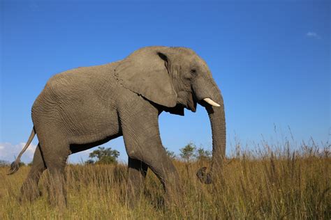 Afrikanischer Elefant Tiere Von A Bis Z