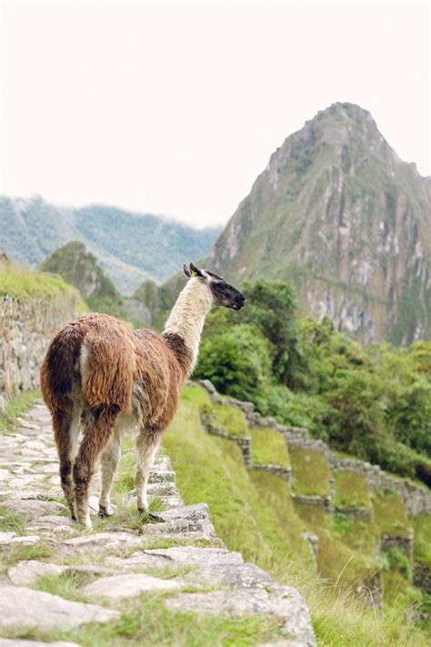 Llama In Machu Picchu Photography By