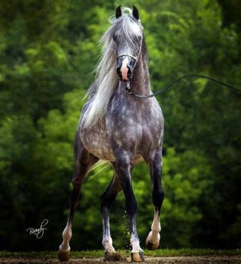 Maybe you would like to learn more about one of these? Egyptian Arabian | Horses, Arabian horse, Pretty horses