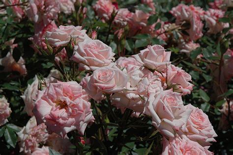 Euphorbia will thrive in dry gardens. Minnie Pearl Rose (Rosa 'Minnie Pearl') in Issaquah ...