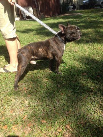 Merle french bulldog for service. French Bulldog stud service for Sale in Dover, Florida ...