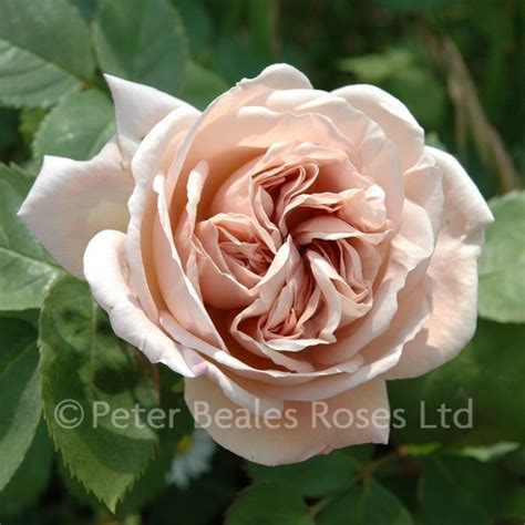 Ashwednesday Climbing Rose Peter Beales Roses The World Leaders