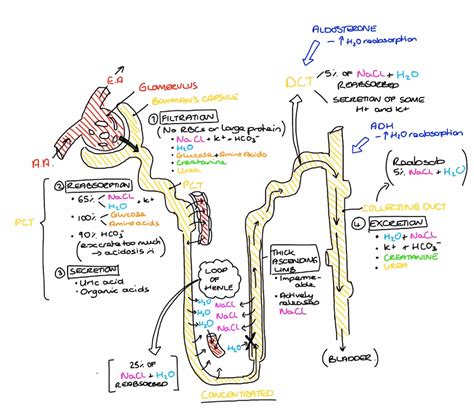 Physiology Of The Nephron Renal Physiology Human Anatomy And