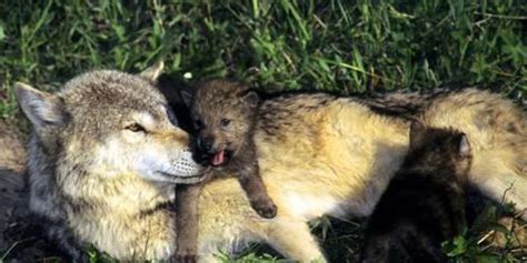 Washington State To Kill Wolves To Protect Cattle Rancher Interests
