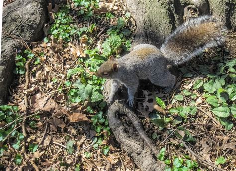 Cannundrums Eastern Gray Squirrel