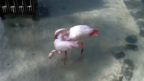 Hot Sex Flamingo Style Youtube