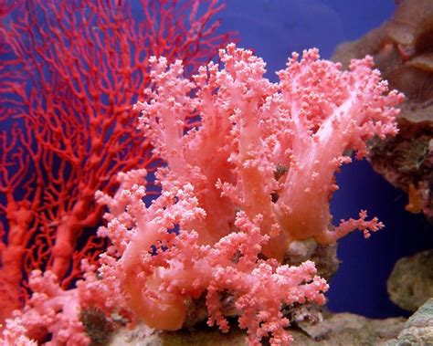 What Is Coral With Pictures