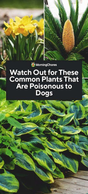 We were becoming concerned because he couldn't even keep down all parts of the plant are poisonous. 37 Common Plants That Are Poisonous to Dogs