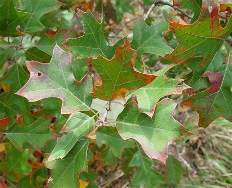 Quercus Ilicifolia Scrub Oak Go Botany