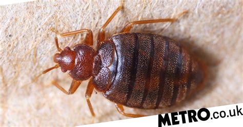 paris is so infested with bedbugs they ve had to set up a hotline metro news