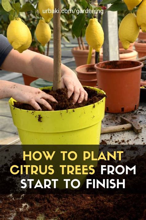 How To Plant Citrus Trees From Start To Finish